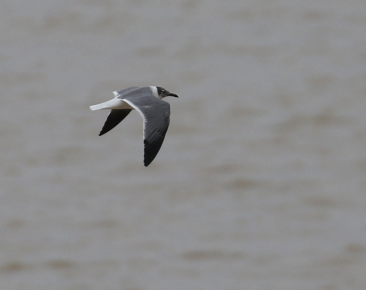image Laughing Gull